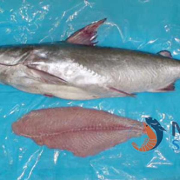 Iranian Catfish supplier